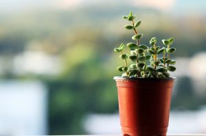 a fleshy plant, plants, potted plant