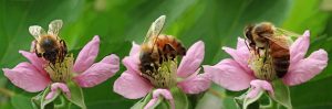 bees, insects, blossom