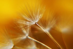 dandelions, dandelion, seeds