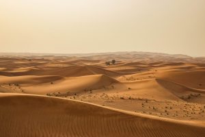 desert, sand, dry