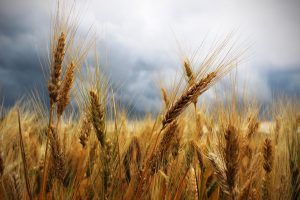 ears, wheat, thunderstorm