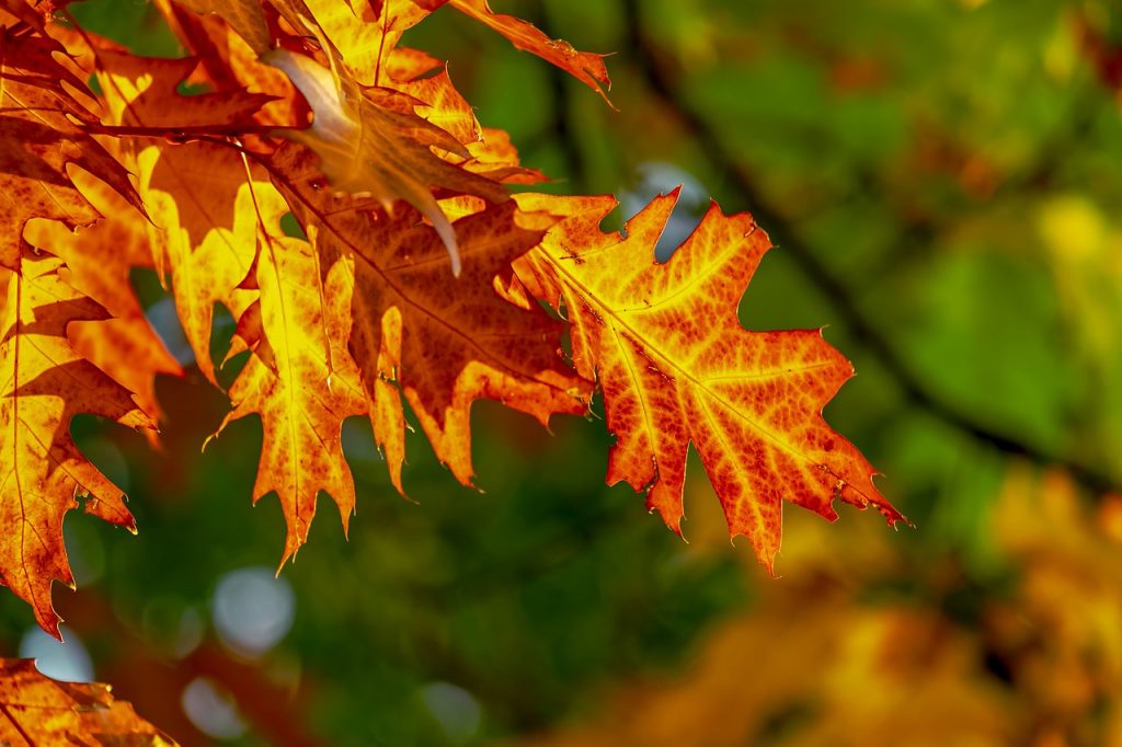fall foliage, leaves, bright