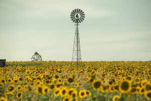 field, nature, nobody