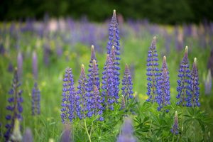 flowers, landscape, lupines