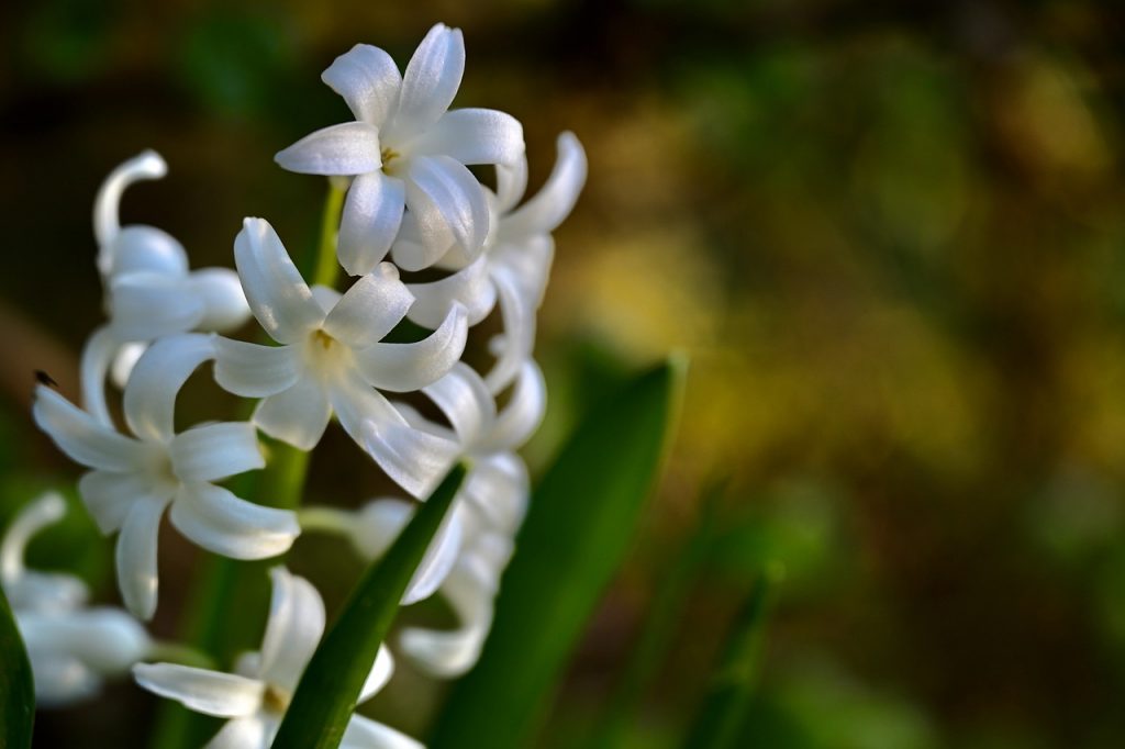 hyacinth, white, spring