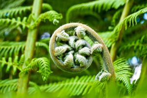 palm fern, fern, flora