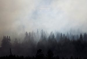 trees, smoke, wood