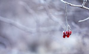 frozen, berries, red, winter, advent