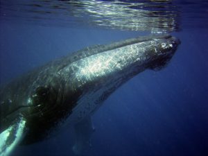 humpback, whale, sea