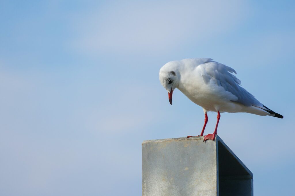 sea gull, gull, light post, Holy Week